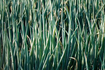 Obraz premium A textured close-up of a lush field of young green onions, their slender stalks creating a dense, vibrant pattern of vertical lines. Represents freshness and agricultural growth.