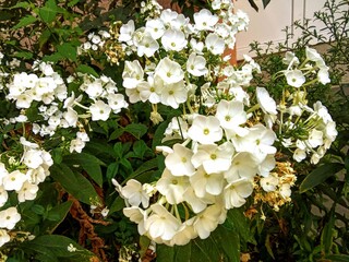 white flowers in the garden