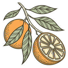 Two oranges, one whole and one sliced, on a branch, isolated on white background