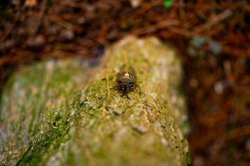 A cicada sits on a tree on hot summer day, closeup shot. Slow motion. Korea