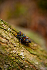 A cicada sits on a tree on hot summer day, closeup shot. Slow motion. Korea