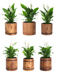 Fototapeta premium Compilation of Peace Lily Plants in Wooden Pots Isolated on Transparent Background Displaying Lush Green Foliage and White Spata Flowers