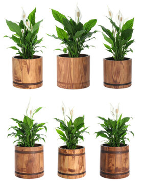 Compilation of Peace Lily Plants in Wooden Pots Isolated on Transparent Background Displaying Lush Green Foliage and White Spata Flowers
