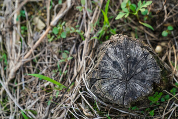 Top-down view of an old wooden log remnant