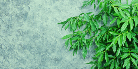Green leafy branches extend from the right side over a textured surface. Nature, foliage, plant life, texture, composition