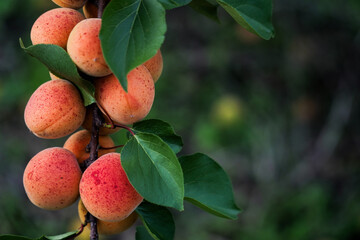 Cluster of Ripe Apricots on Branch
