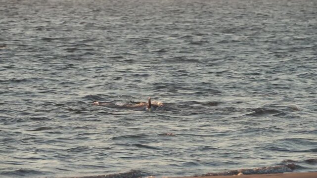 Dolphins Playing Near Shore in the Edisto River, Seabrook Island, SC