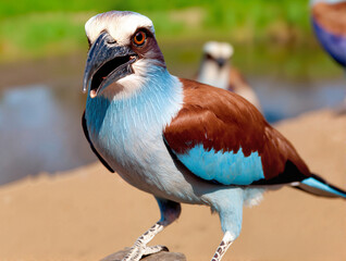 Colorful bird standing on sandy ground near water in natural habitat  