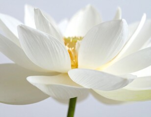 White Lotus Flower Closeup.