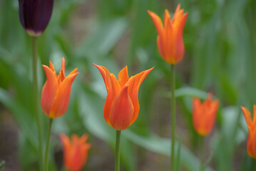 Bright orange tulips with graceful, elongated shapes and pointed petals bloom in a spring garden.  