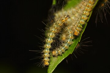 Colony of Tent Caterpillars on Leaf