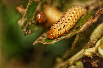 Close-up of an elongated, yellow and black spotted beetle larva on a tattered leaf, indicating plant disease or insect damage. Ideal for agricultural pest control themes.