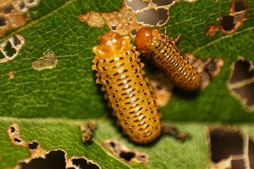 Close-up of an elongated, yellow and black spotted beetle larva on a tattered leaf, indicating plant disease or insect damage. Ideal for agricultural pest control themes.