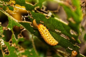 A yellow spotted cucumber beetle larva with black spots rests on a heavily damaged green leaf, showcasing pest activity in a garden.