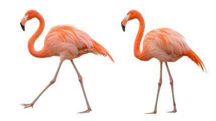 Two pink flamingos standing together