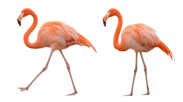 Two pink flamingos standing together