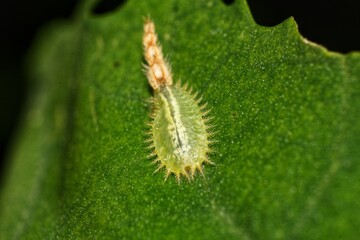 Spiky Green Caterpillar on Leaf Macro