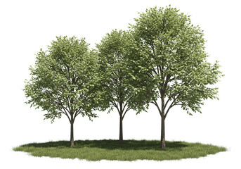 Fototapeta premium A scenic view of three trees with green leaves standing on a patch of green grass isolated