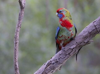 Crimson Rosella Juvenile