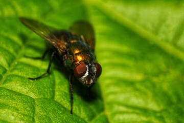 Macro Shot of a Green Fly on a Leaf