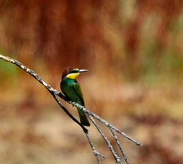 abejarruco europeo