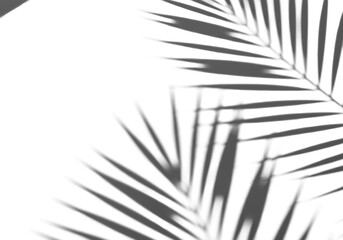 Obraz premium Soft, natural shadows of tropical palm leaves and fronds create artistic patterns on a pristine transparent surface, high-key studio minimalist top-down shot, serene summer relaxation concept