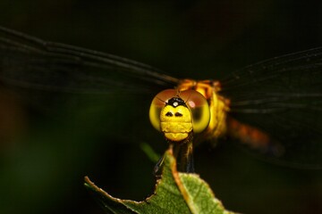Close-up of Dragonfly Head and Eyes