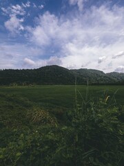 Beautiful green paddy field near the mountain in Perlis, Malaysia.