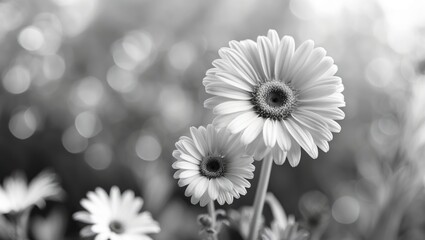 Black and white image of daisies with a blurred background.