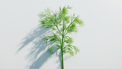 Obraz premium Fresh green plant with delicate leaves casting a shadow on a plain background.