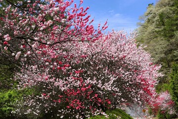 Mountain village scenery with blooming Hanamomo