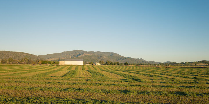 Wide view of freshly mowed rows of lush green pasture on farm
