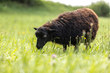 Black Ouessant Miniature Sheep Grazing on Green Pasture