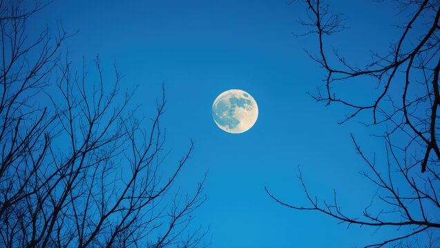 Full moon night sky with leafless tree branches. Nature and astronomy, nocturnal scene. The moon and sky. - Powered by Adobe