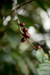 Farmer concept harvest fruit ripe coffee seed robusta arabica berry close up fresh green leaf bean...