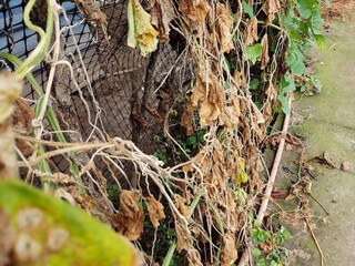 Dried and Diseased Cucumber Leaves: Agricultural Pest and Drought Damage