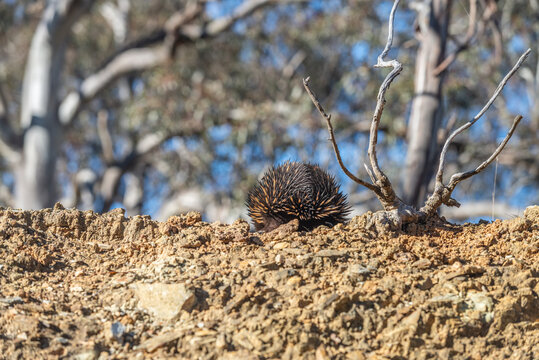 Echidna burrowing