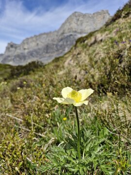 Yellow Alpine Flower in Front of Mountain Ridge in Servoz, France