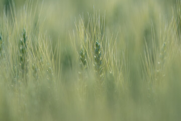 Isolated view of pale green colored wheat grain heads surrounded by out of focus wheat
