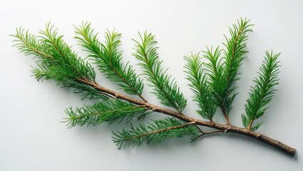 Green pine branch with needles on a white background