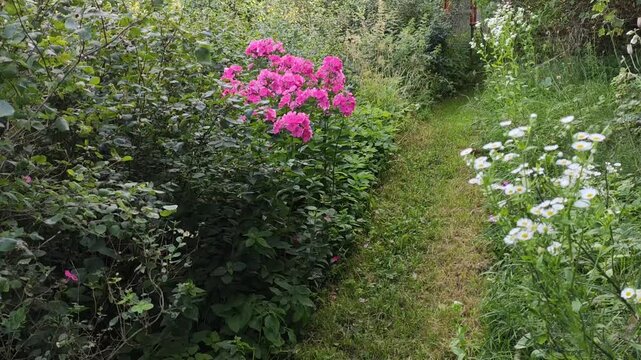 Phlox paniculata blossoms in a summer garden with lush green leaves and bright colors. Natural composition highlights ornamental plants and seasonal outdoor scenery.