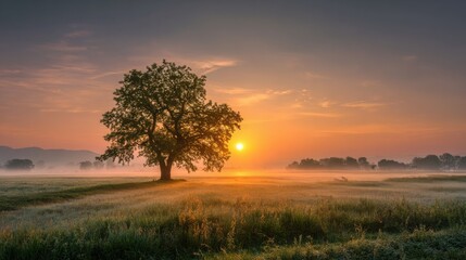 Obraz premium Early morning light casts a warm glow as the sun rises over a tranquil meadow. A solitary tree stands proudly, surrounded by mist and golden grass, creating a peaceful atmosphere