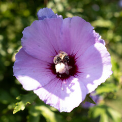 Bee covered in pollen inside a hibiscus flower