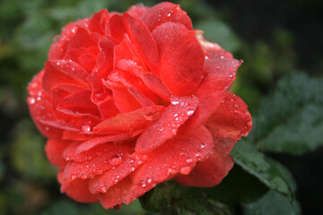 blooming "super trouper" rose
