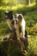 Two dogs are sitting on a log in a forest