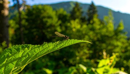 Fototapeta premium Dragonfly perched on a leaf in a forest