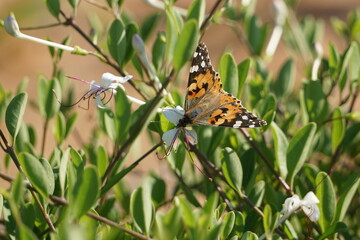 A butterfly on a flower in a park in Abu Dhabi