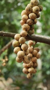 Close-up of Fresh Longkong (Lansium parasiticum) Fruit Clusters Hanging on the Tree. Ripe Tropical Southeast Asian Fruit (Langsat/Duku) in Natural Orchard Setting with Bokeh Background.