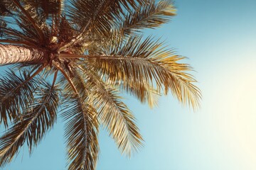 Fototapeta premium Palm tree canopy against a pale blue sky