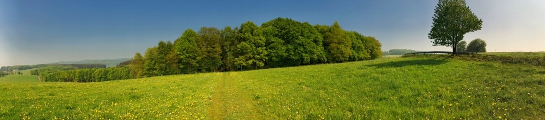 Wide panoramic header of a green meadow with trees and clear blue sky